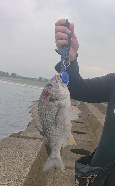 珍しいやつが！