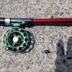 今年初クロダイ