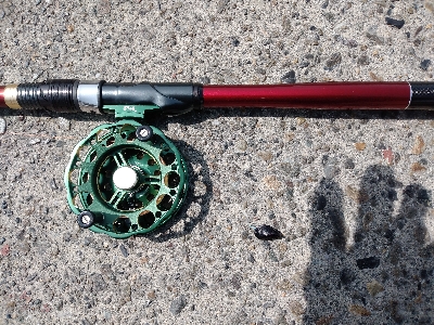 今年初クロダイ