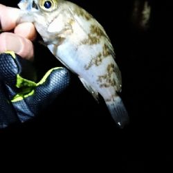 チビッ子のみ。