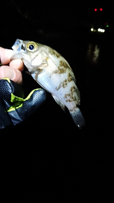 チビッ子のみ。