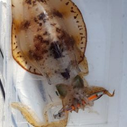 マイボートエギング