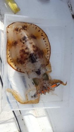 マイボートエギング