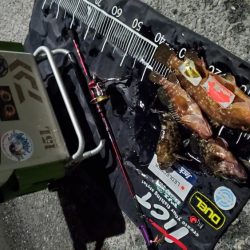 カンパリデビュー