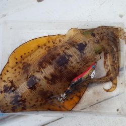 今季初2kgオーバー