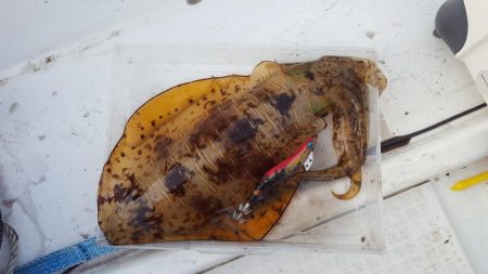 今季初2kgオーバー