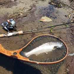 サクラマス最後なんで久々に川へ