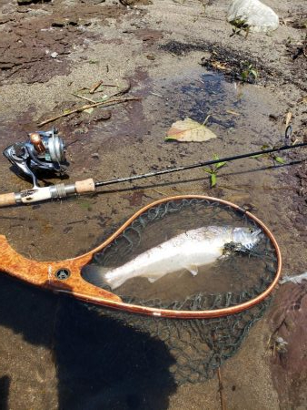 サクラマス最後なんで久々に川へ