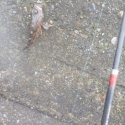 ミノカサゴとゴッチョウ狙いで！！