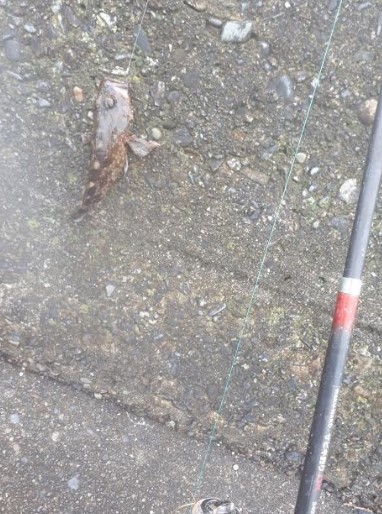 ミノカサゴとゴッチョウ狙いで！！