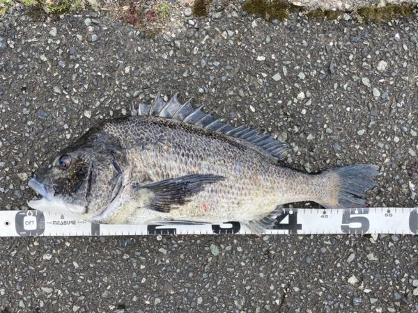 イチノ兄弟、釣果！