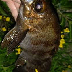 渋かったが楽しめた　超大物の引き