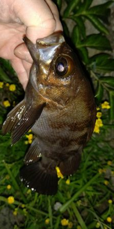 渋かったが楽しめた　超大物の引き