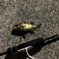 昨日より食い悪し