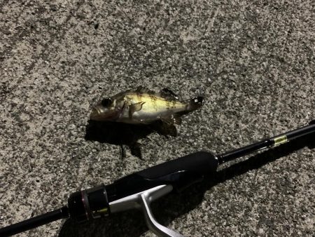 昨日より食い悪し