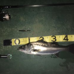 @バチシーバスとまさかの年無しチヌ