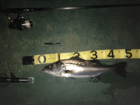 @バチシーバスとまさかの年無しチヌ