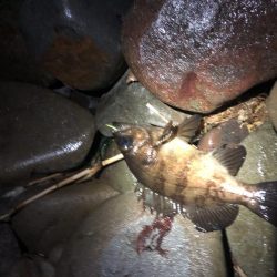 風裏ゴロタフロート