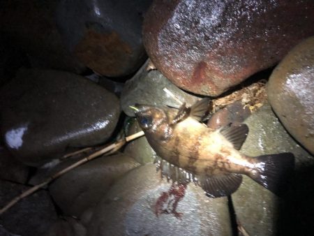 風裏ゴロタフロート