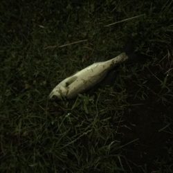 バチ抜けマルタウグイ