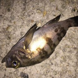 たまにはメバリング