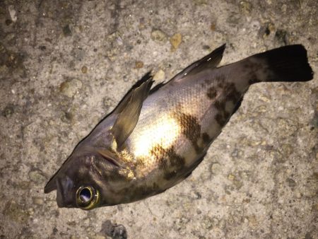 たまにはメバリング