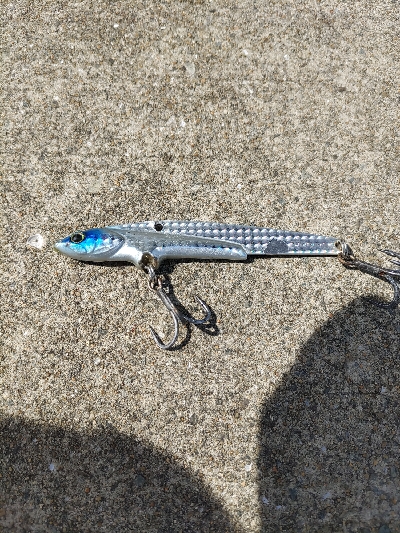 青物狙いに、昼から行ってきました。