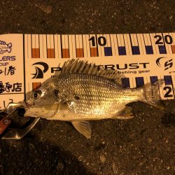 シーバスにチビレ