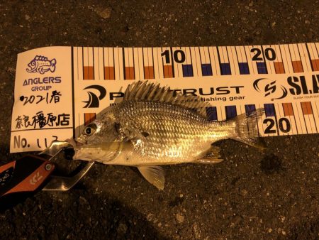 シーバスにチビレ