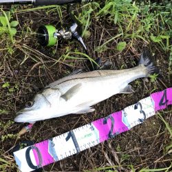 朝マズメシーバス