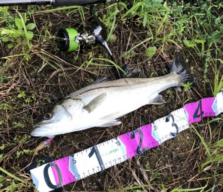 朝マズメシーバス