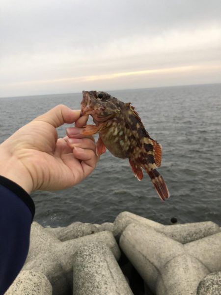 ジグサビキでメバル