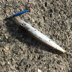 ダイソールアーでカンパチ＆カマスGET