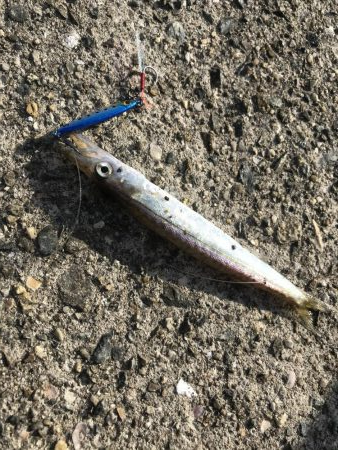 ダイソールアーでカンパチ＆カマスGET