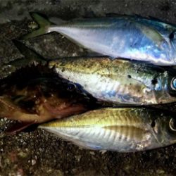 密を避けてアジング（ガシリング）