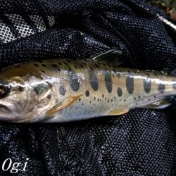 雨の後でも苦戦/揖保川でのアマゴ釣り