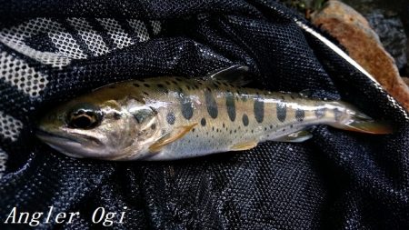 雨の後でも苦戦/揖保川でのアマゴ釣り