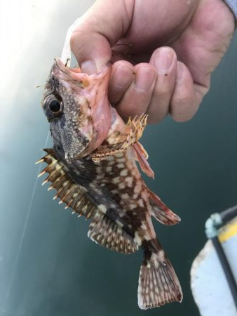 癒しのガッシー2nd