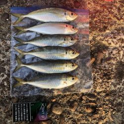 久しぶりの釣果