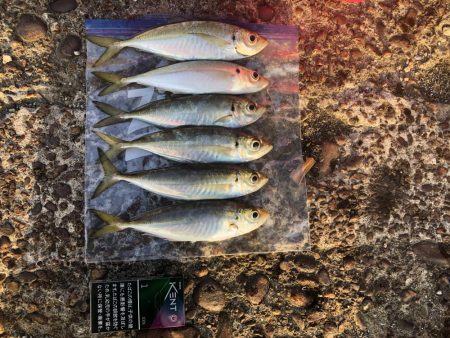 久しぶりの釣果