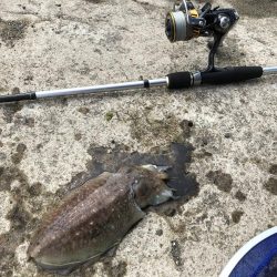 コウイカエギング