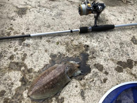 コウイカエギング