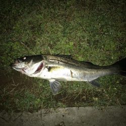 バチ抜けシーバスボイル撃ち