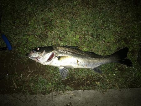 バチ抜けシーバスボイル撃ち