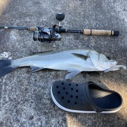 コウイカ釣りたい