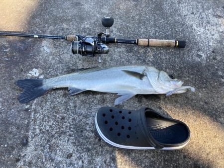 コウイカ釣りたい