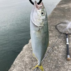 西宮ケーソン、メジロ上がりました