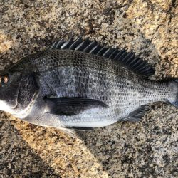 イチノ兄弟、釣果!