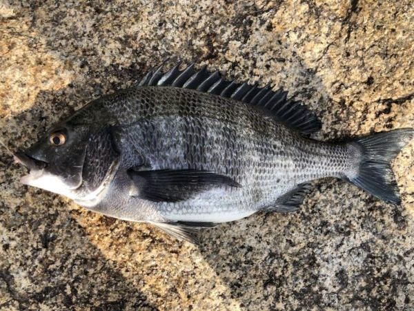 イチノ兄弟、釣果!