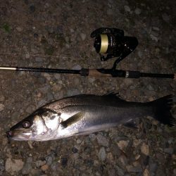 ナイトシーバス